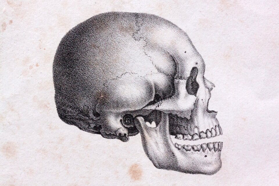 Europeans bone skeleton