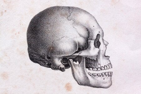 Europeans bone skeleton