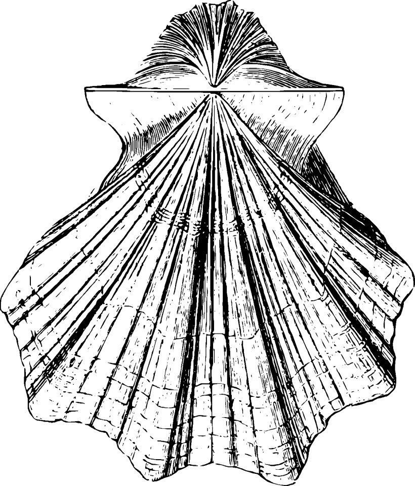 Water ocean crustacean