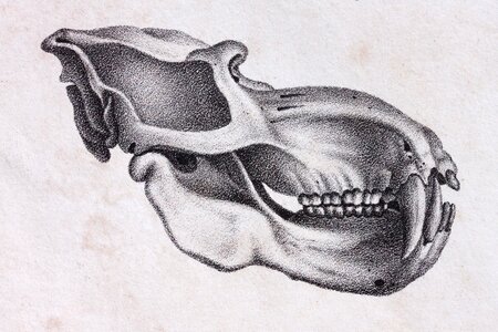 Bone skeleton representation