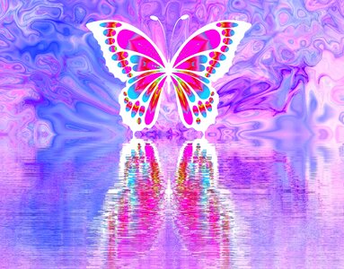 Large butterfly nature pink