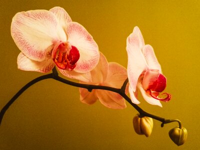 Phalaenopsis plant pink