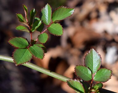 Foliage garden nature