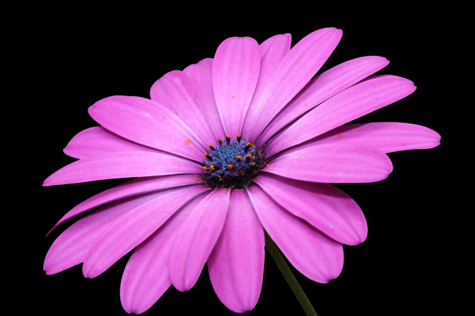 Pink margarite black background