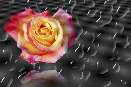 Multi coloured rose drop of water