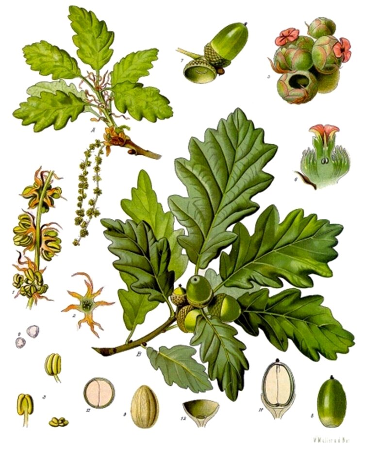 Flowers fruits Free illustrations