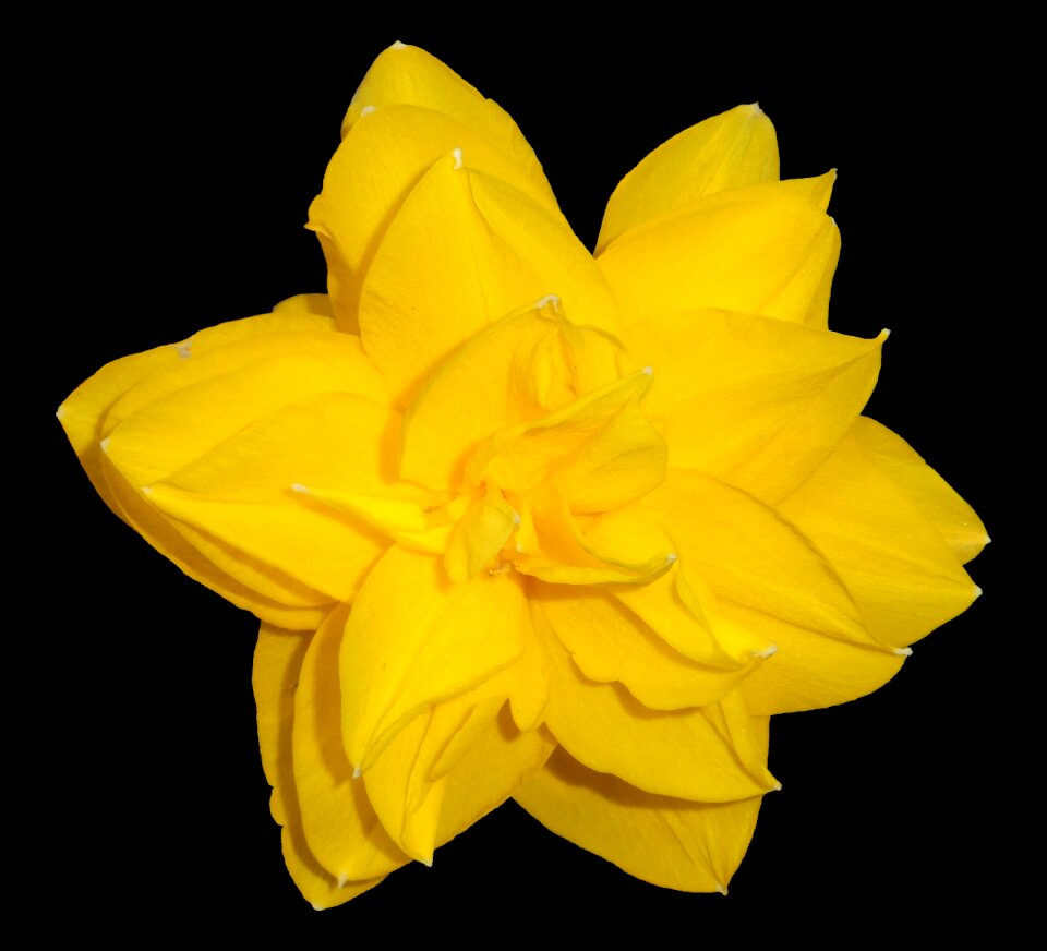 Isolated blossom bloom