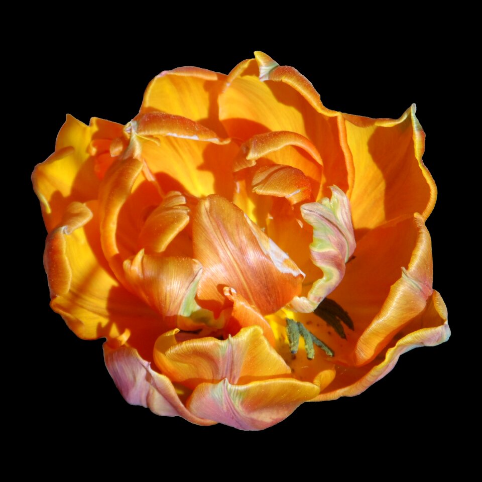 Tulipa flower schnittblume