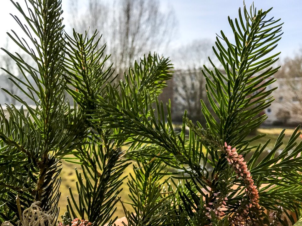 Plant green forest