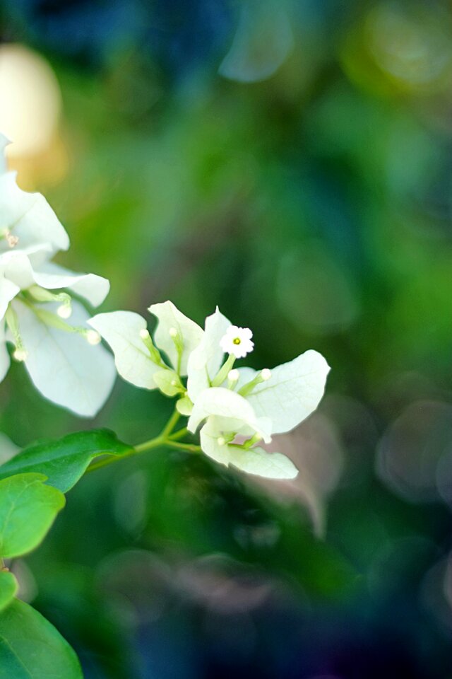 Spring white flowers garden