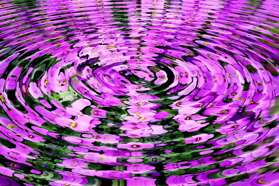 Rings color district