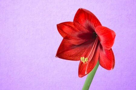 Bloom red amaryllis