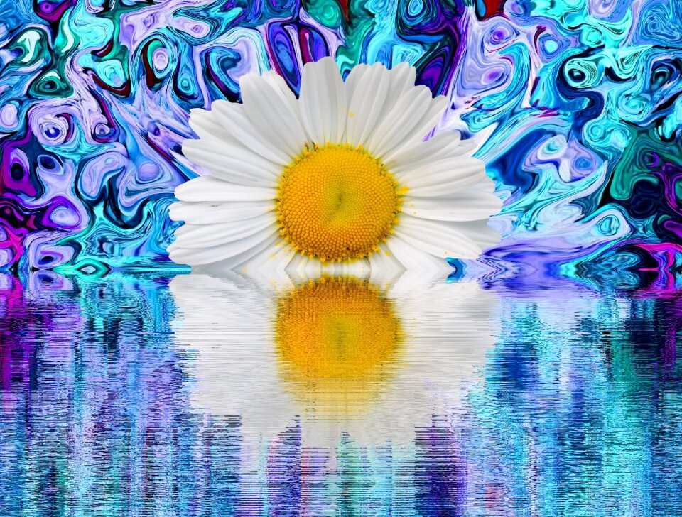 Graphic nature white blossom