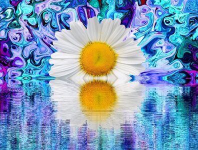 Graphic nature white blossom