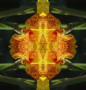 Ornament wallpaper symmetry