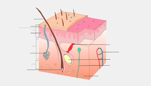 Skin body Free illustrations