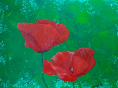 Nature bud poppy flower