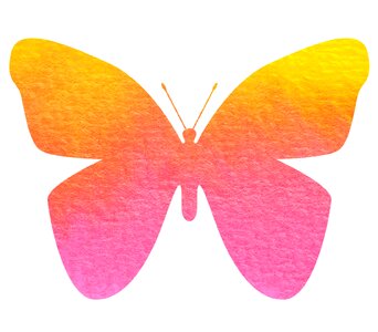 Insect animal nature