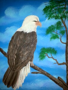 Bald eagle art painted on my own