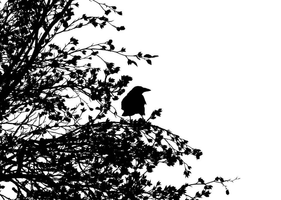 Raven bird black animal