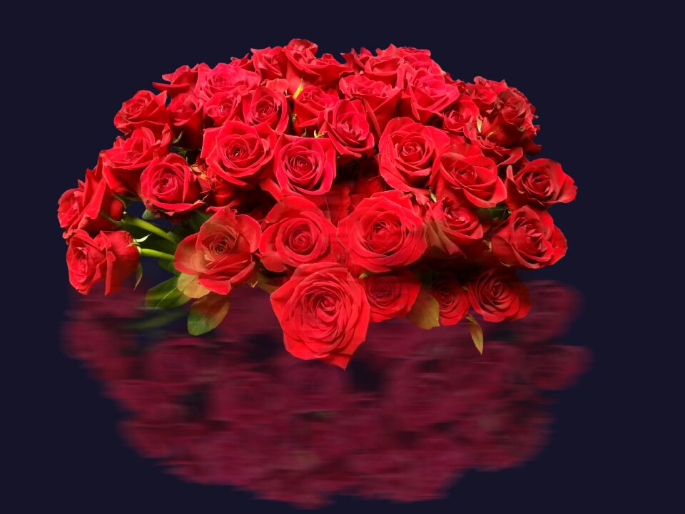 Bloom rose blooms red roses