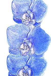 Phalaenopsis orchid flower tropical