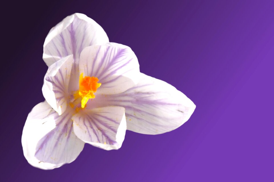 Crocus purple nature