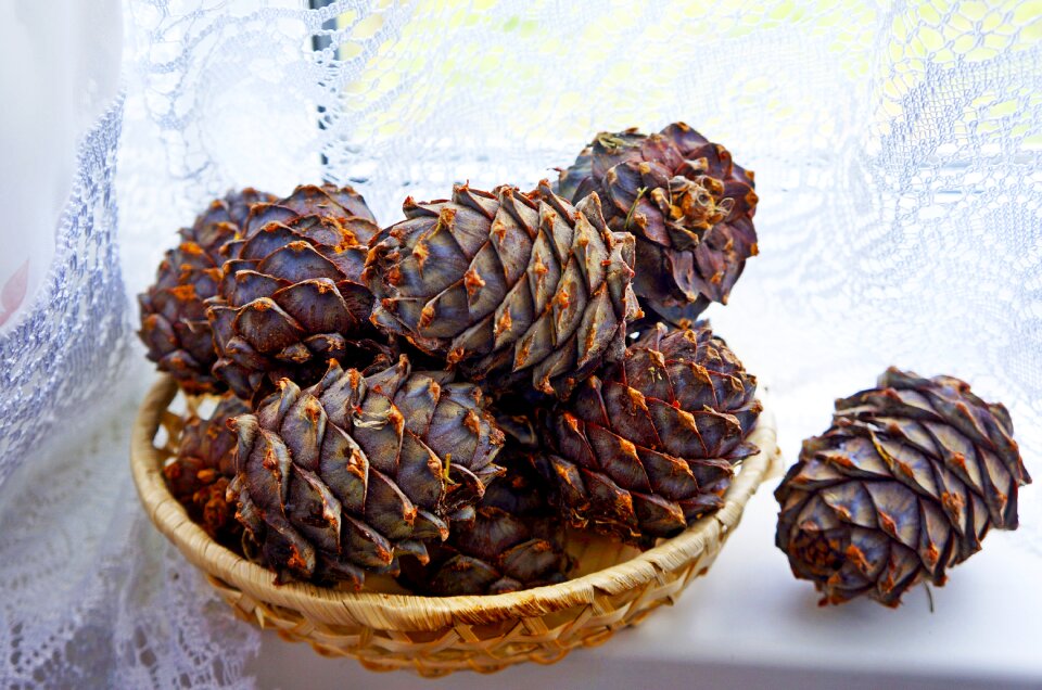 Nuts autumn Free illustrations