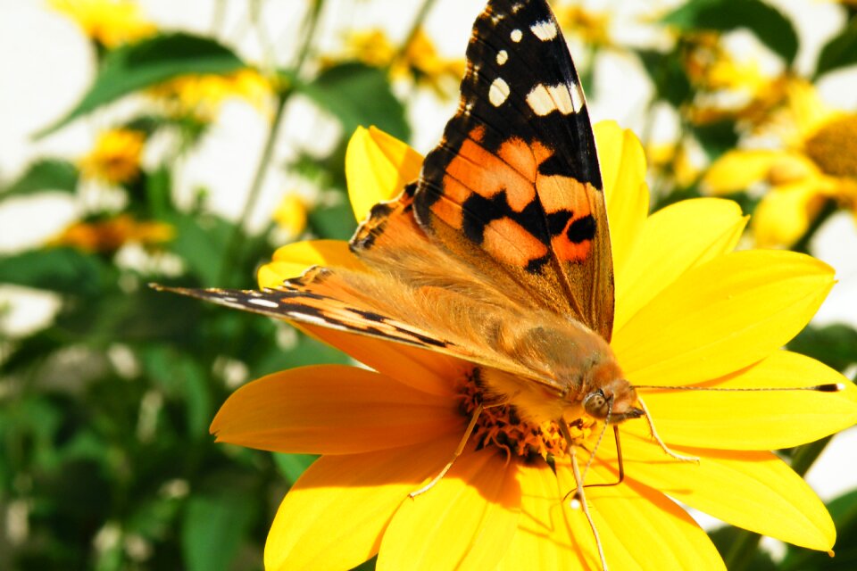 Insect nature blossom