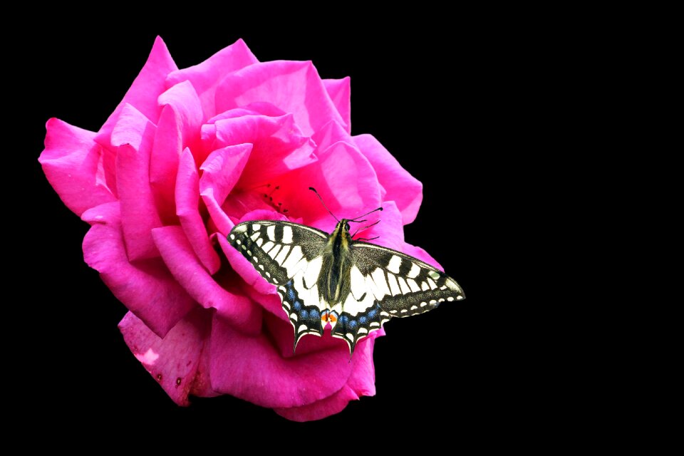 Rose butterfly dovetail