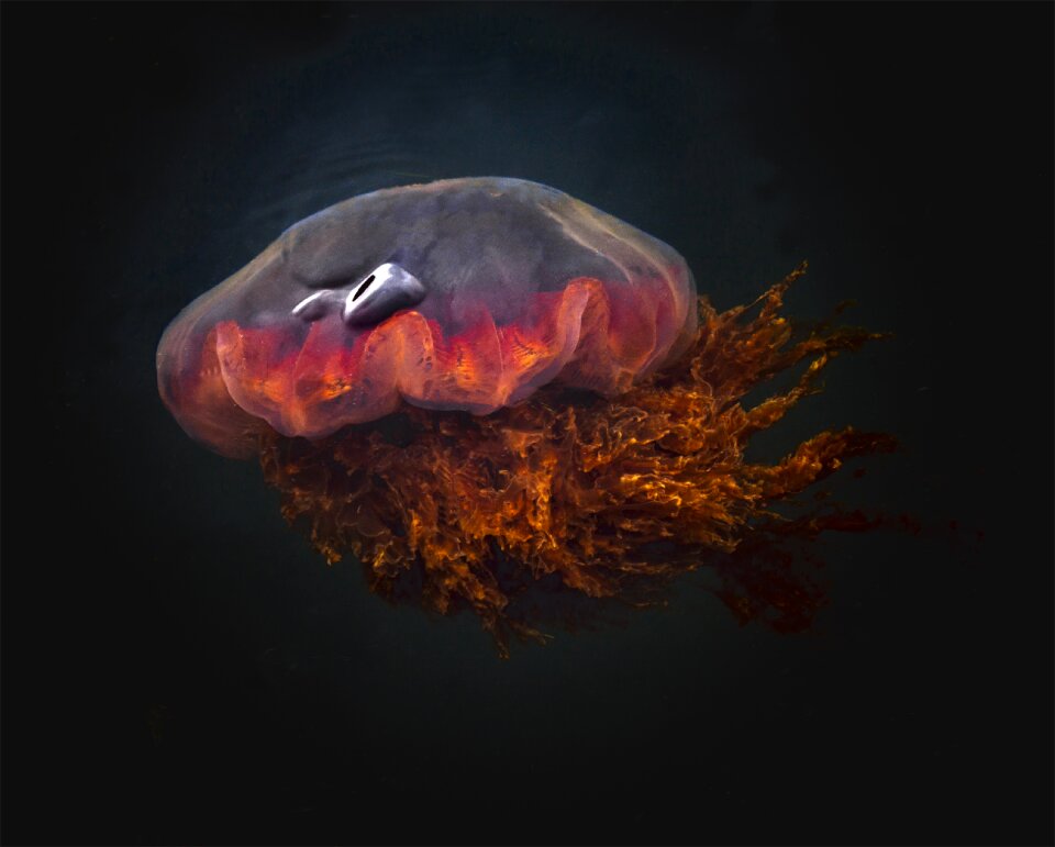 Underwater nature Free illustrations