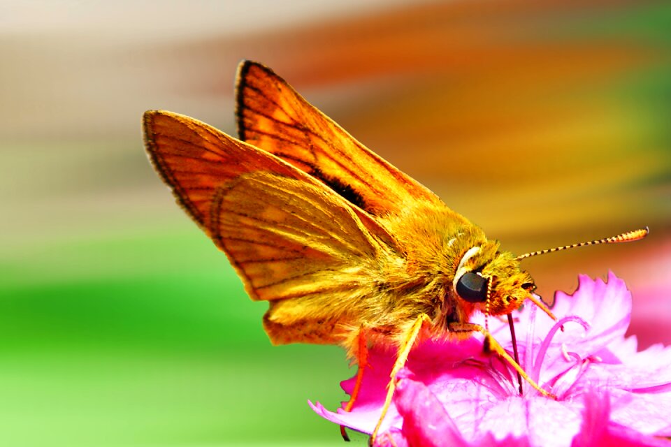 Insect nature blossom