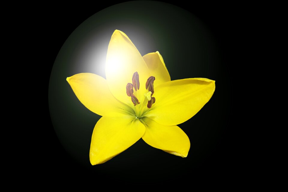 Ball lily daylily