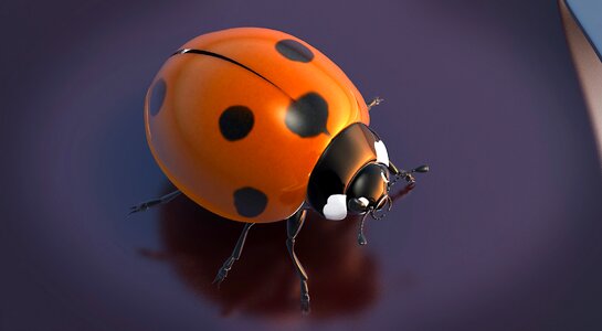 3d solo insect