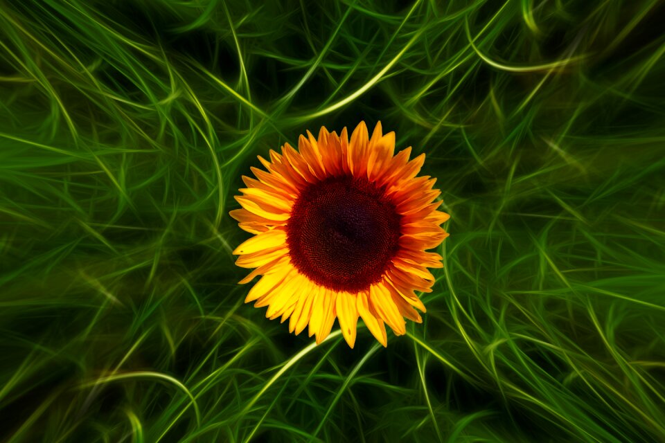 Summer yellow plant