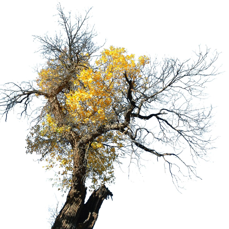 Tree 3 Free illustrations