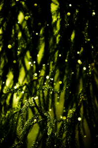 Natural the scenery close-up