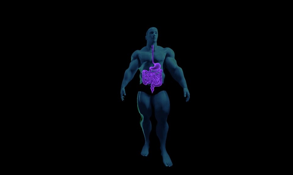 3d stomach intestine