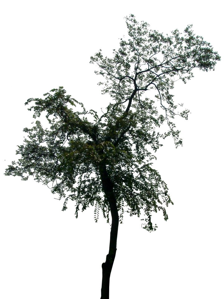Tree 2 Free illustrations
