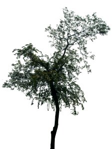 Tree 2 Free illustrations