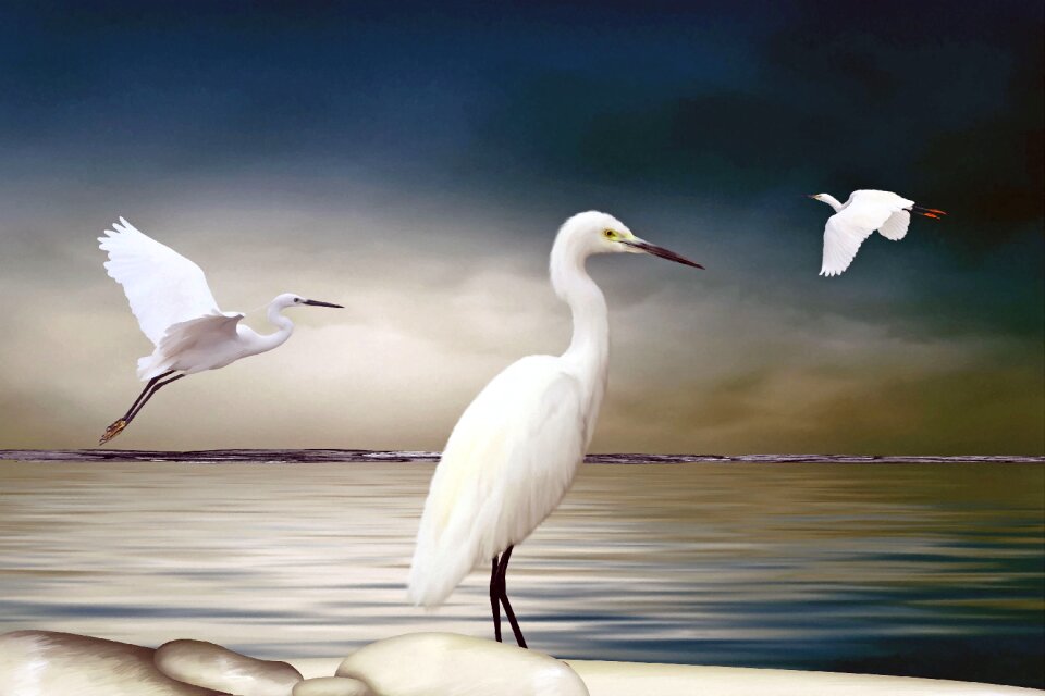 Arrangement water bird