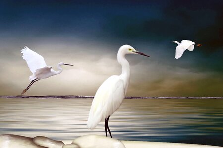 Arrangement water bird