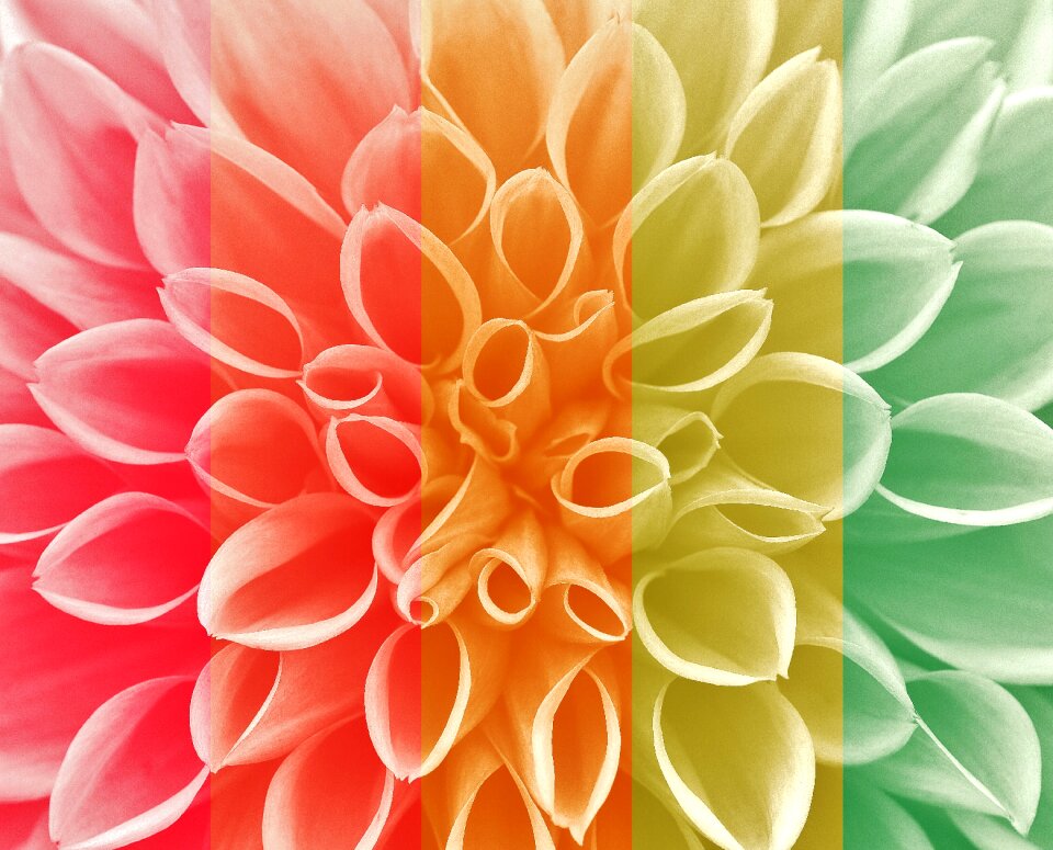Flower garden ornamental flower dahlia garden
