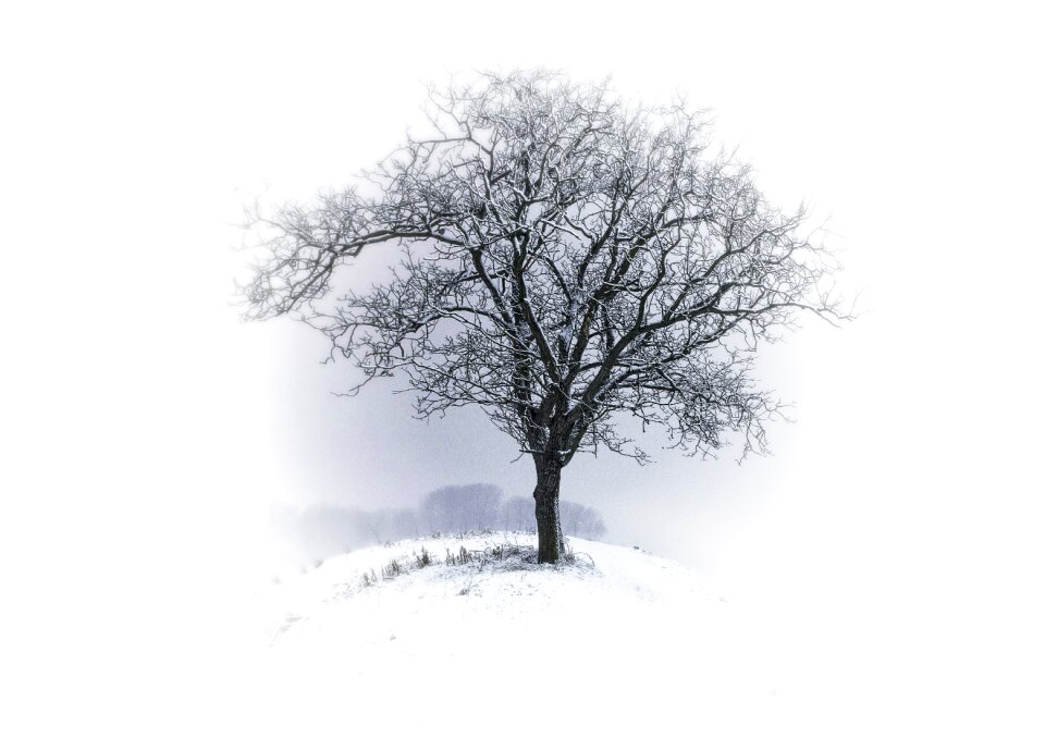 Aesthetic branches solitary