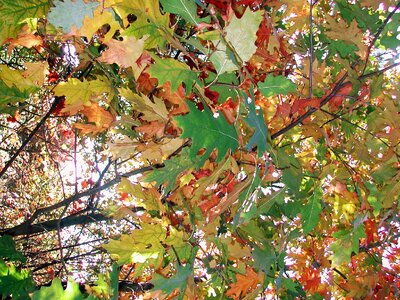 Oak leaves fall leaves greenish