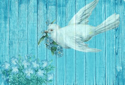 White plumage background