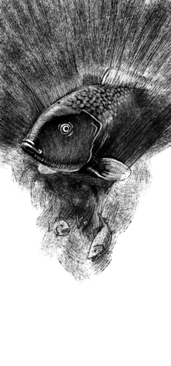 Hatch strokes fin