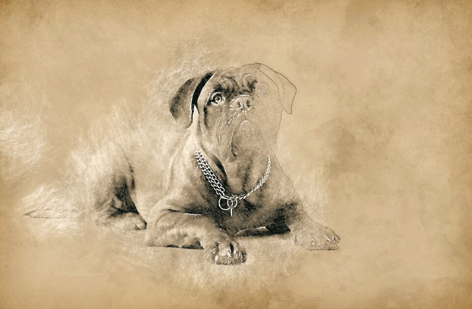 Drawing collar animal