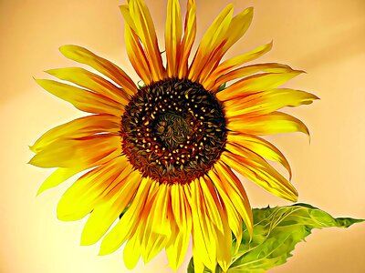 Yellow plant petal