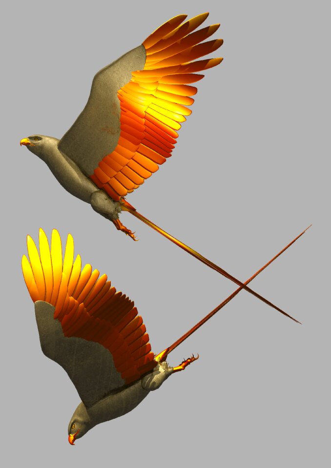 Wings creative colourful